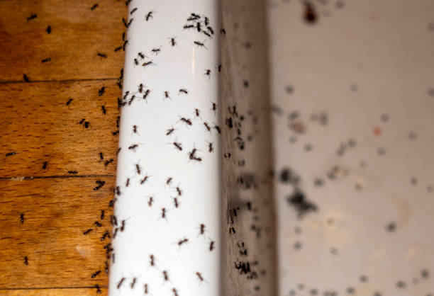 Best Emergency Pest Control  in Cookeville, TN