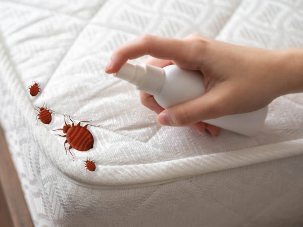 Wasp Removal Services in Cookeville, TN